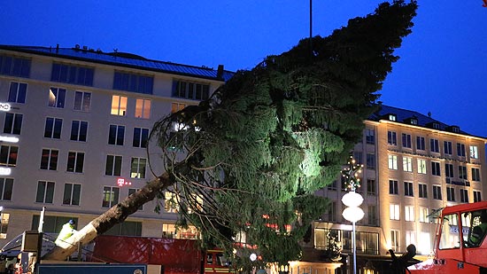 Um 6 Uhr begann man mit der Aufstellung des Christbaums aus Freyung-Grafenau auf dem Marienplatz (©Foto: Martin Schmitz)